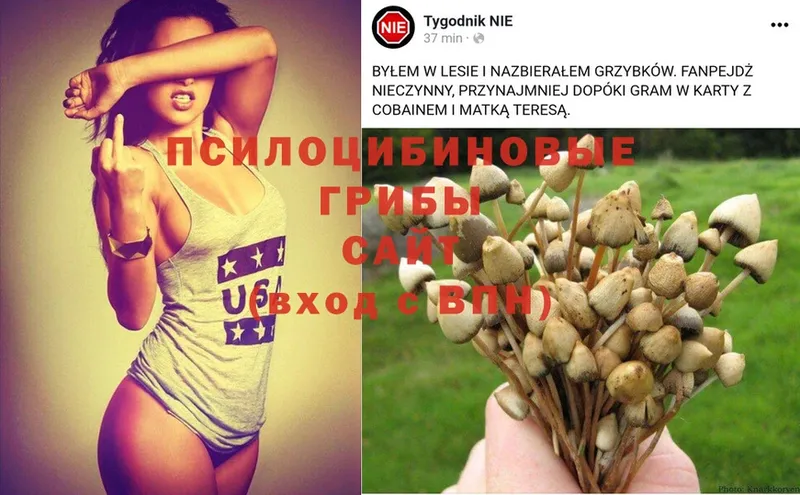 Галлюциногенные грибы Psilocybe  Зерноград 